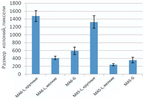 Размеры бактериальных колоний L. lactis F-116